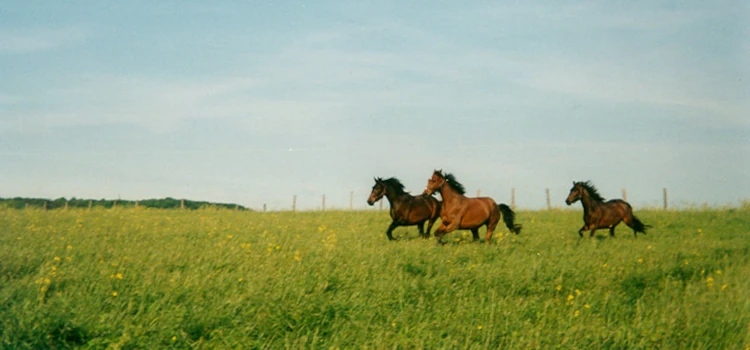 Pferde auf der Koppel
