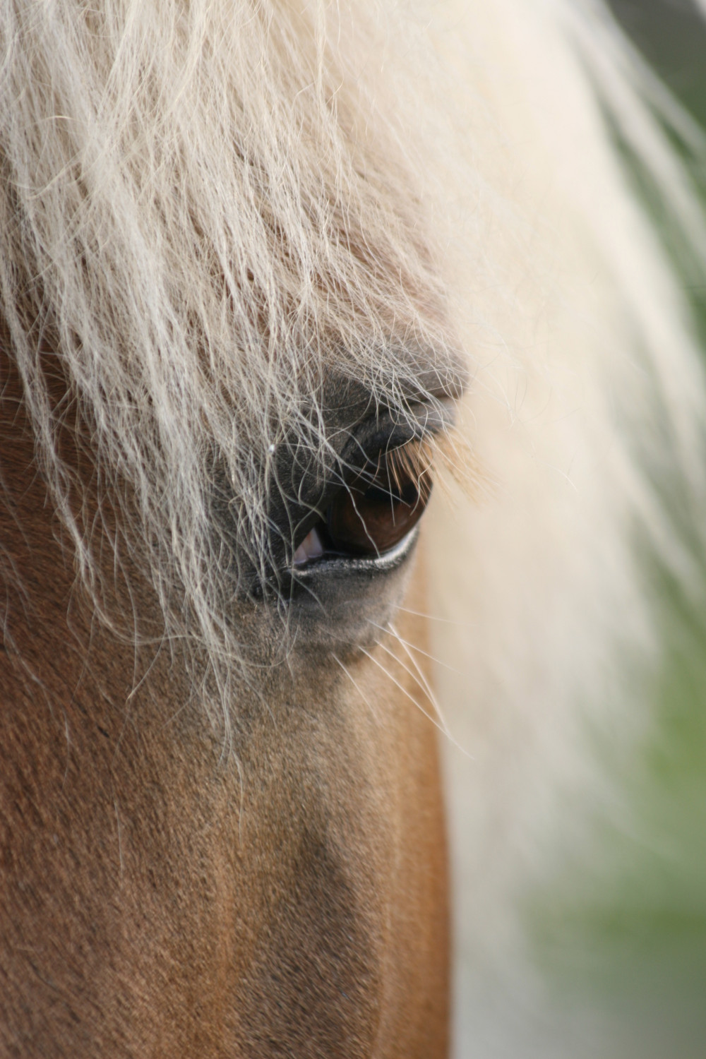 Pferd mit Nahaufnahme Auge