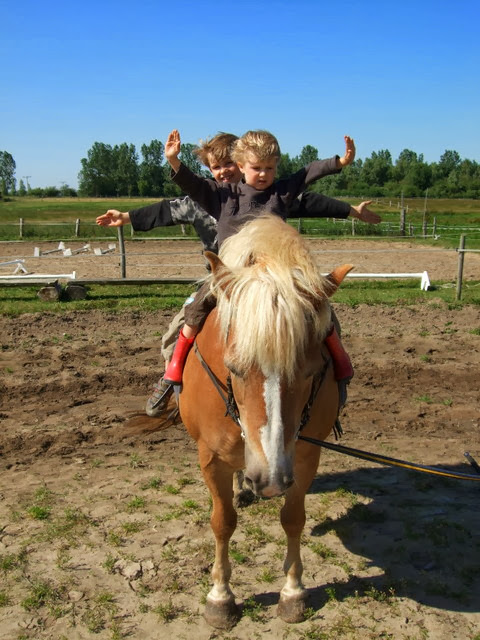 Pferd-Reiter